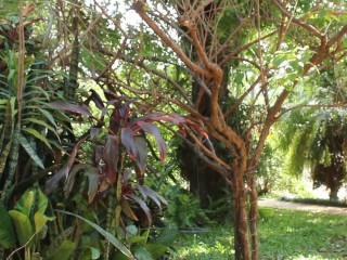 Naked in the garden in front of the street