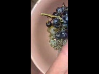 Grapes and horny