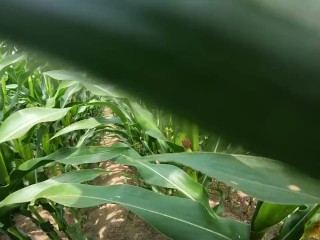 Blonde takes risky sex anal in a cornfield