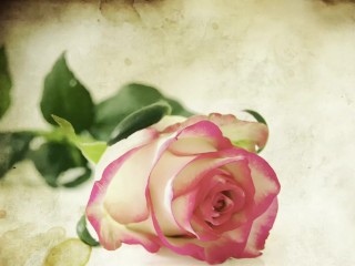 See Through Sheer Dress in Shower Try On Haul.