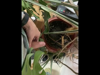 I pee in a monstera pot in the office while everyone else is out for lunch.
