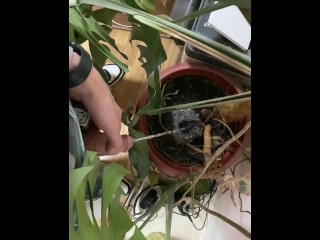I pee in a monstera pot in the office while everyone else is out for lunch.