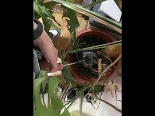 I pee in a monstera pot in the office while everyone else is out for lunch.