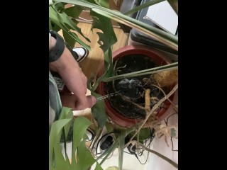 I pee in a monstera pot in the office while everyone else is out for lunch.