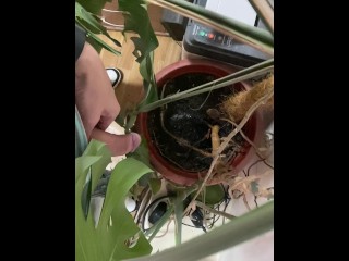 I pee in a monstera pot in the office while everyone else is out for lunch.