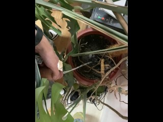 I pee in a monstera pot in the office while everyone else is out for lunch.