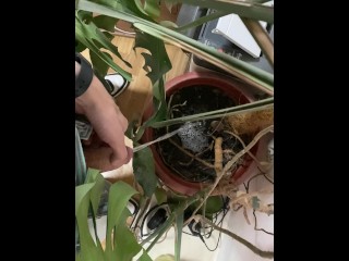 I pee in a monstera pot in the office while everyone else is out for lunch.