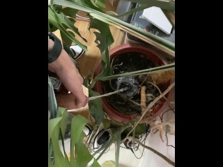 I pee in a monstera pot in the office while everyone else is out for lunch.