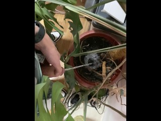 I pee in a monstera pot in the office while everyone else is out for lunch.
