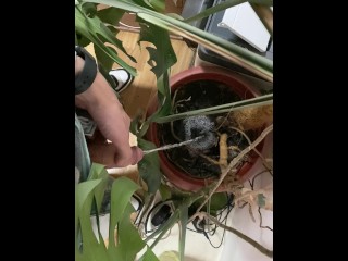 I pee in a monstera pot in the office while everyone else is out for lunch.