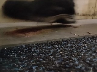 Dog Biscuit Walkover Grind Crush & Trample, size 11 dirty boots 89kg 👣👣