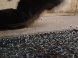 Dog Biscuit Walkover Grind Crush & Trample, size 11 dirty boots 89kg 👣👣