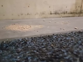 Dog Biscuit Walkover Grind Crush & Trample, size 11 dirty boots 89kg 👣👣