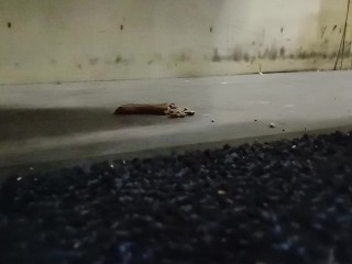 Dog Biscuit Walkover Grind Crush & Trample, size 11 dirty boots 89kg 👣👣