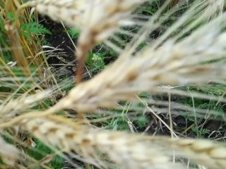 Farmer shows his dirty rubber boots and pee huge in the wheat field