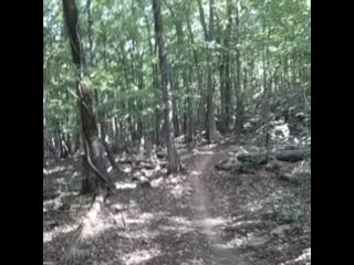 Shaking my FAT BLACK COCK until it gets ROCK HARD while HIKING in PUBLIC