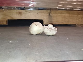 Mushroom Stomp in Dirty Boots, ground to a pulp under my 91kg 👣👣