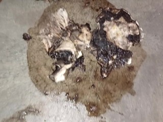 Mushroom Stomp in Dirty Boots, ground to a pulp under my 91kg 👣👣