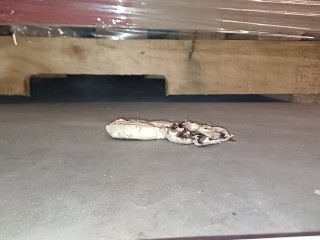 Mushroom Stomp in Dirty Boots, ground to a pulp under my 91kg 👣👣