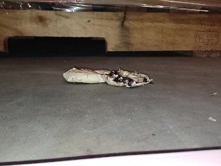 Mushroom Stomp in Dirty Boots, ground to a pulp under my 91kg 👣👣