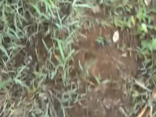 PUBLIC, JACKING OFF IN THE WOODS AND SHOOTING A HUGE CUM LOAD