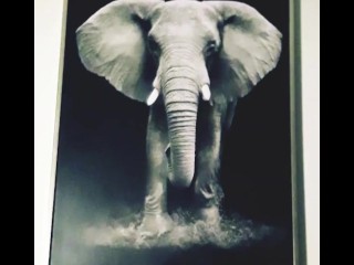 Busted a Fat Ass Elephant Nut 💦🍆🐘