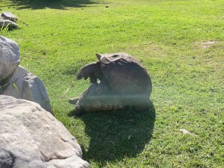 Step brother turtle is fucking the sister as there is no tomorrow! 🐢