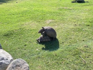 Step brother turtle is fucking the sister as there is no tomorrow! 🐢