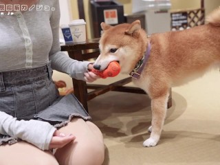 居酒屋デート後に玄関先で即フェラ抜き♡M男彼氏をた～っぷり焦らし寸止めでイジメて溜めた濃厚精液を口内射精ごっくん　主観 Vlog 日本人 カップル 巨乳 素人 調教 手コキ 変態 淫乱 痴女 個人撮影