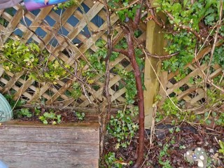 Nerdy Faery Watersports Piss Compilation