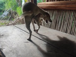 KANTUTAN Vlog Kami Muna Ni Brownie habang Wala Tao SA Kubo