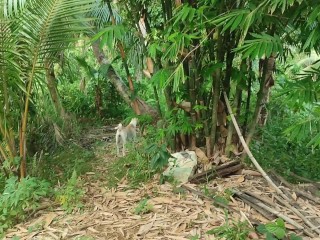 KANTUTAN Vlog Kami Muna Ni Brownie habang Wala Tao SA Kubo