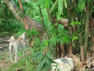 KANTUTAN Vlog Kami Muna Ni Brownie habang Wala Tao SA Kubo
