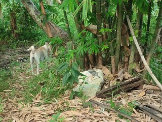 KANTUTAN Vlog Kami Muna Ni Brownie habang Wala Tao SA Kubo
