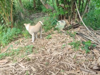 KANTUTAN Vlog Kami Muna Ni Brownie habang Wala Tao SA Kubo