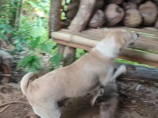 KANTUTAN Vlog Kami Muna Ni Brownie habang Wala Tao SA Kubo