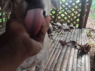 KANTUTAN Vlog Kami Muna Ni Brownie habang Wala Tao SA Kubo