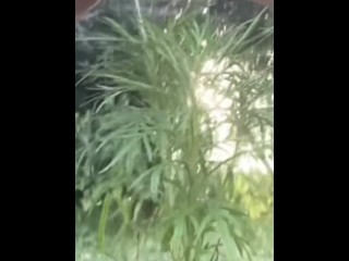 Golden Shower for My Garden -  Naughty Girl Pissing Outdoors