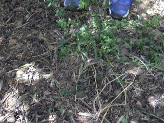 FRENCH NUDIST CAMP: Cuckold Wife Lets Stranger Cum On Hairy Pussy