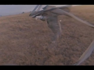 Pussy Costs Money But The Dick Is Free (music video)