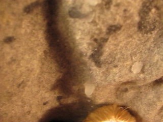 FUCVph6 Ang3l1ka Neri's 2nd official popshot (FULL version)