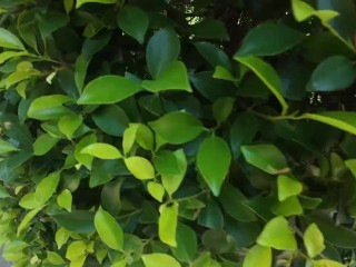 Walking in the Pattaya Jungle! Thailand