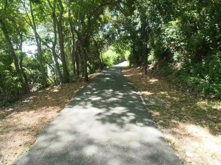 Walking in the Pattaya Jungle! Thailand