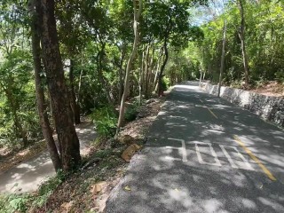 Walking in the Pattaya Jungle! Thailand