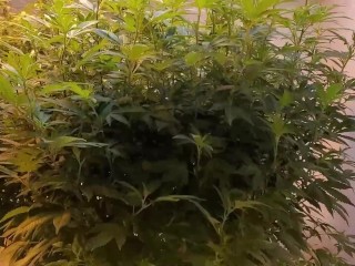 Nude  Gardening with Freak77Show Grow Tips Episode 2 Lollipopping