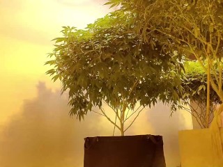 Nude  Gardening with Freak77Show Grow Tips Episode 2 Lollipopping