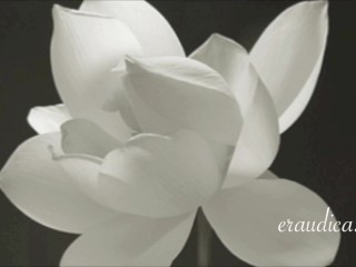 You Blossom - Erotic Freeverse - Erotic Audio Performed by Eve's Garden