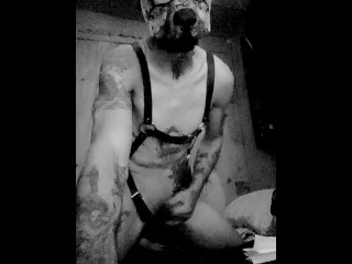 Solo pup wank with New hood and tail