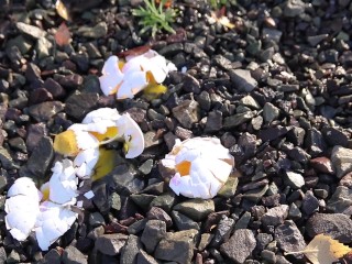 Rubber Boots Season | Crushing Eggs