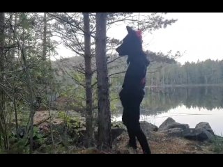 Fursuiter taking a piss against a tree